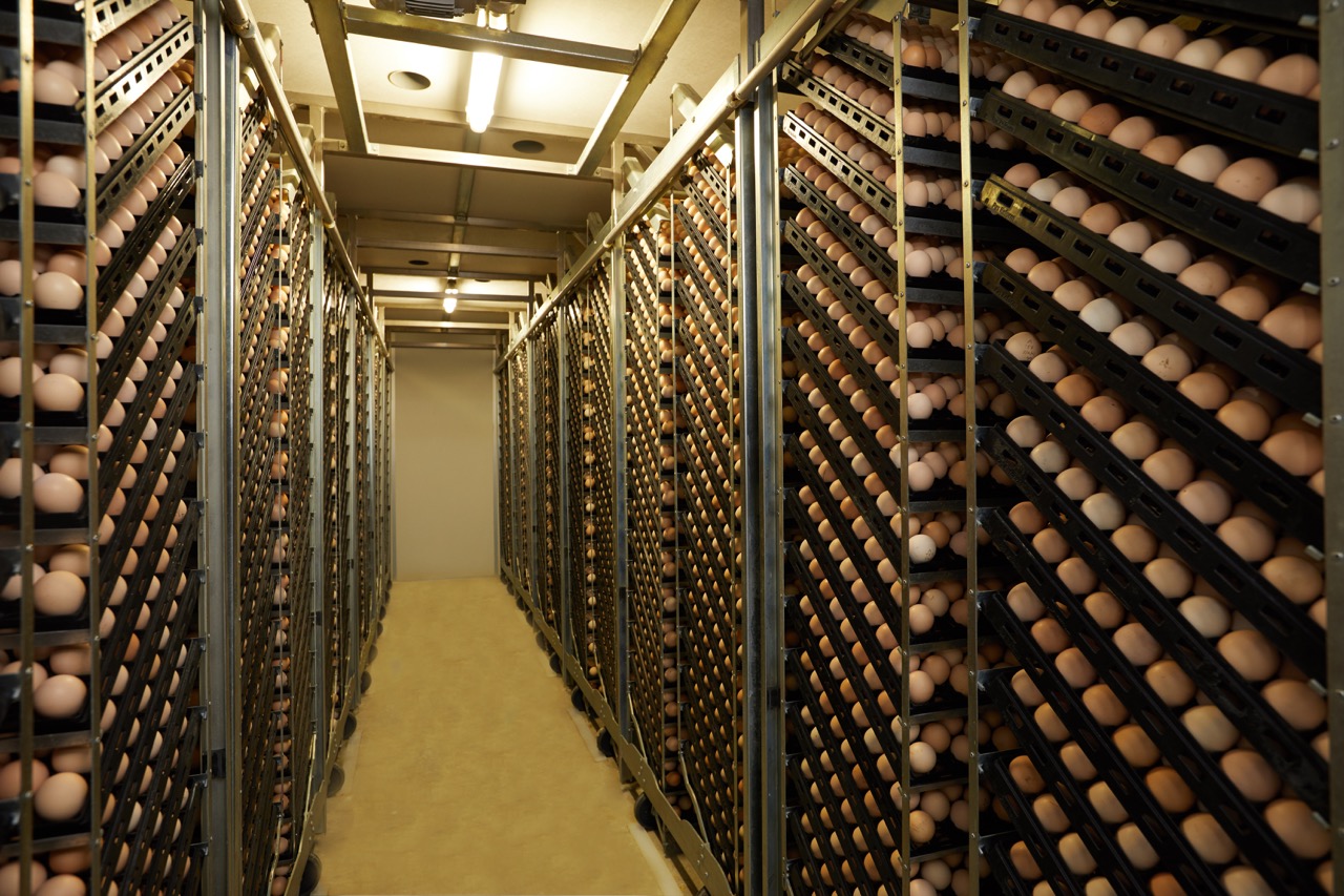 Hatchery