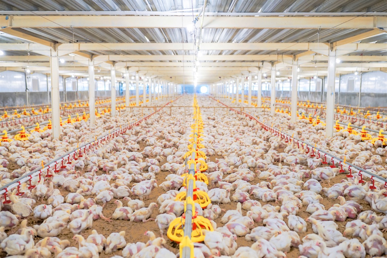 Broiler Commercial Farm