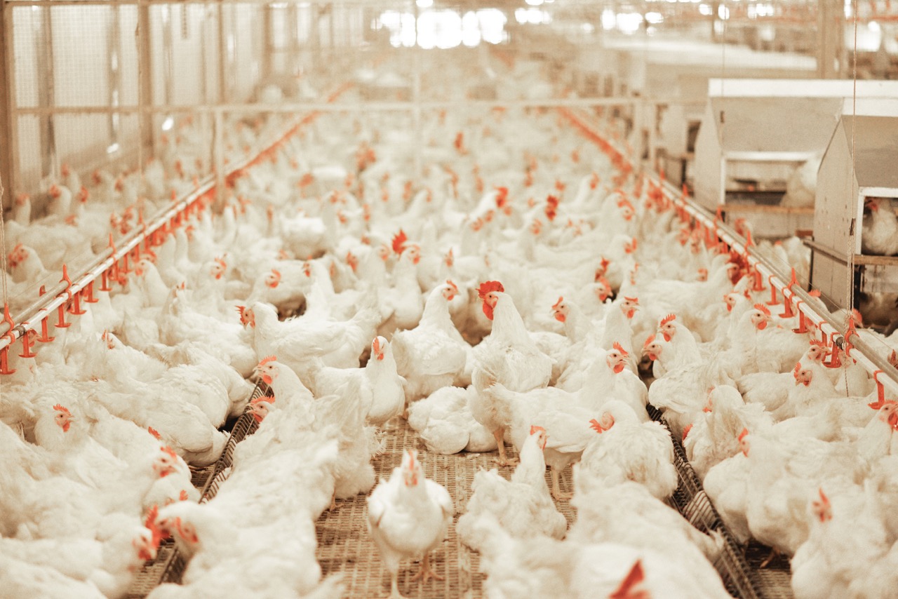 Breeding Farm